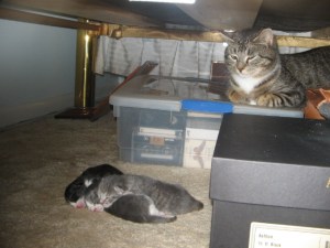 Carrie Guards Her Kittens