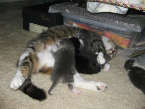 Carrie nurses her babies