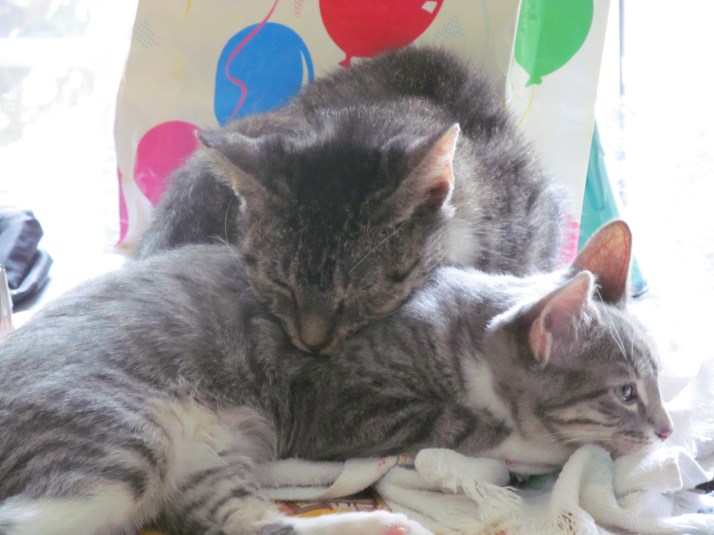 Carrie Rests Her Weary Head on Llily.  Here you can see her FeLV+ disease is in a more advanced stage and her fur color is beginning to turn darker and thinner.