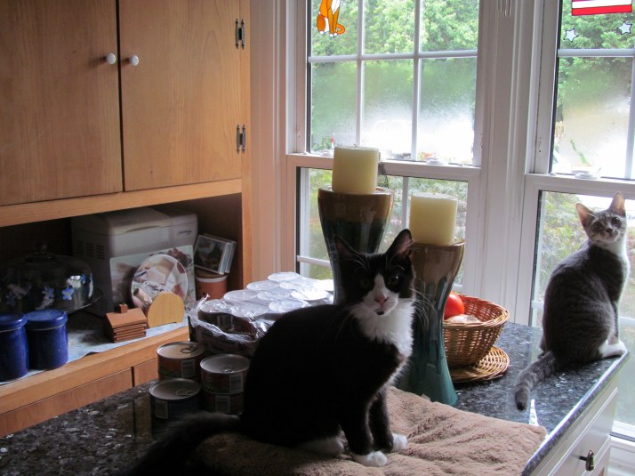 Daisy in a Photogenic Pose with Lily in the background