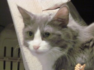 Missy soon after her FeLV+ activated in her body