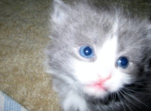 Missy at Four Weeks Old