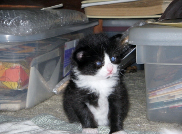 Daisy at Four Weeks Old