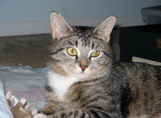 Although our time with Carrie was cut short, we felt we had known her for a lifetime.  She opened up her cautious heart and allowed herself to experience human love before she left this world.  What a glorious cat and terrific mother to her kittens.