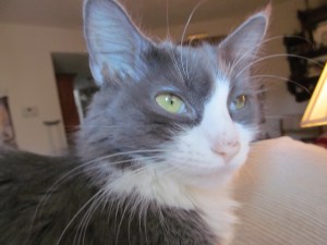 Missy one week before her death from FeLV+.  You can tell how sickly she is by the white in the corners of her eyes in this photo.  She also has lost all her pick color on her nose and she has lost a lot of weight.  Her eyes have lost their brilliance, too.