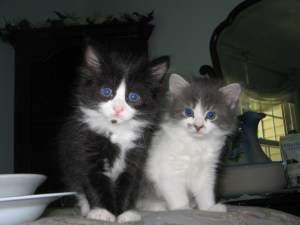 Our beautiful Daisy and Lovey at 9 weeks old